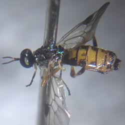 Chorisops nagatomii